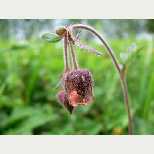 Die Bach-Nelkenwurz wurde 2007 von der Loki Schmidt Stiftung zur Blume des Jahres gewählt um auf ihre Gefährdung aufmerksam zu machen. Foto: Loki Schmidt Stiftung